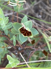 Pimelea glauca