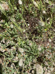 Pimelea glauca