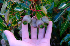 Corymbia