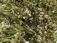Pimelea glauca