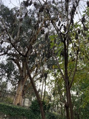 Tracheophyta