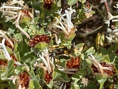 Pimelea glauca