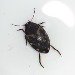 Clarkhydrus corvinus