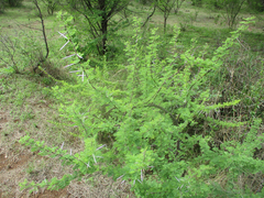 Vachellia tortilis