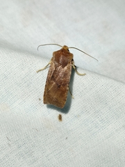 Conistra staudingeri