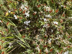 Pimelea glauca