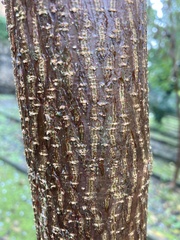 Tracheophyta