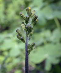 Crepis praemorsa