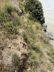 Pimelea glauca