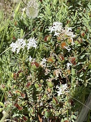 Pimelea glauca