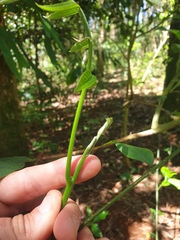 Dysoxylum