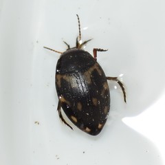 Clarkhydrus corvinus