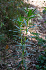 Gomphocarpus
