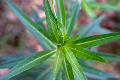 Gomphocarpus