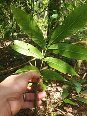 Dysoxylum
