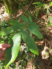 Dysoxylum