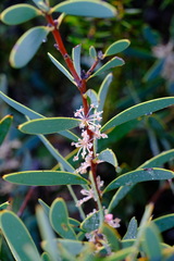 Hakea incrassata