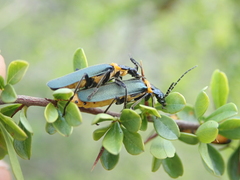 Chauliognathus lugubris