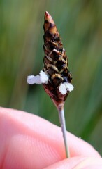 Ecdeiocolea monostachya