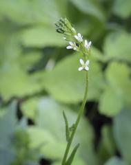 Arabis sagittata borealis