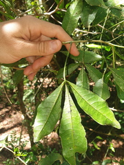 Melicope micrococca
