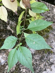 Tracheophyta