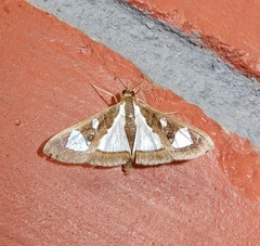 Glyphodes bivitralis