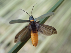 Chauliognathus lugubris