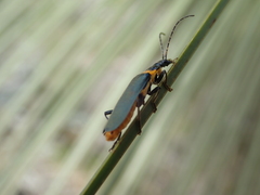 Chauliognathus lugubris