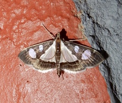 Glyphodes actorionalis