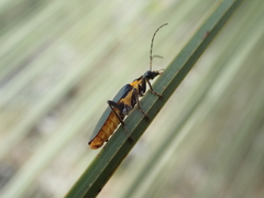 Chauliognathus lugubris