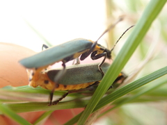 Chauliognathus lugubris