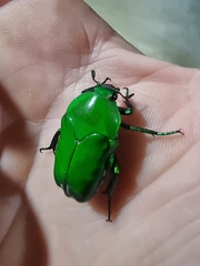 Ischiopsopha wallacei