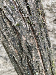 Tracheophyta