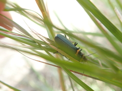 Chauliognathus lugubris