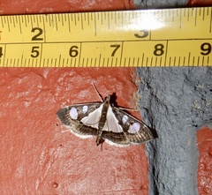 Glyphodes actorionalis