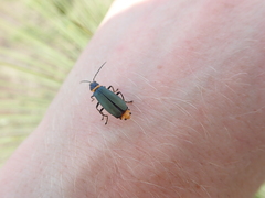 Chauliognathus lugubris