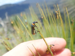 Chauliognathus lugubris