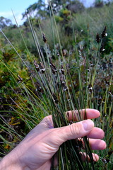 Ecdeiocolea monostachya