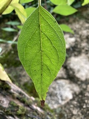 Tracheophyta