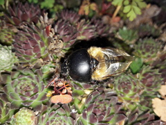 Geotrupidae