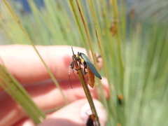 Chauliognathus lugubris