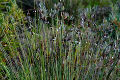 Ecdeiocolea monostachya