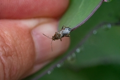 Liorhyssus