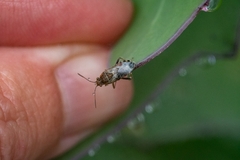 Liorhyssus