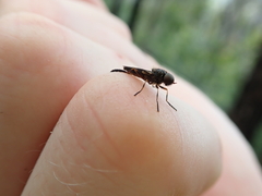 Chiromyzinae