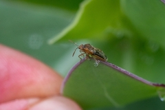 Liorhyssus