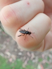 Chiromyzinae