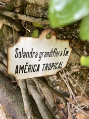 Solandra grandiflora