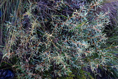 Hakea incrassata